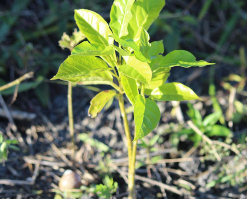 Plant-for-the-Planet Bundesverdienstkreuz für Plant-for-the-planet & Soulcover wird klimaneutral bis 2020