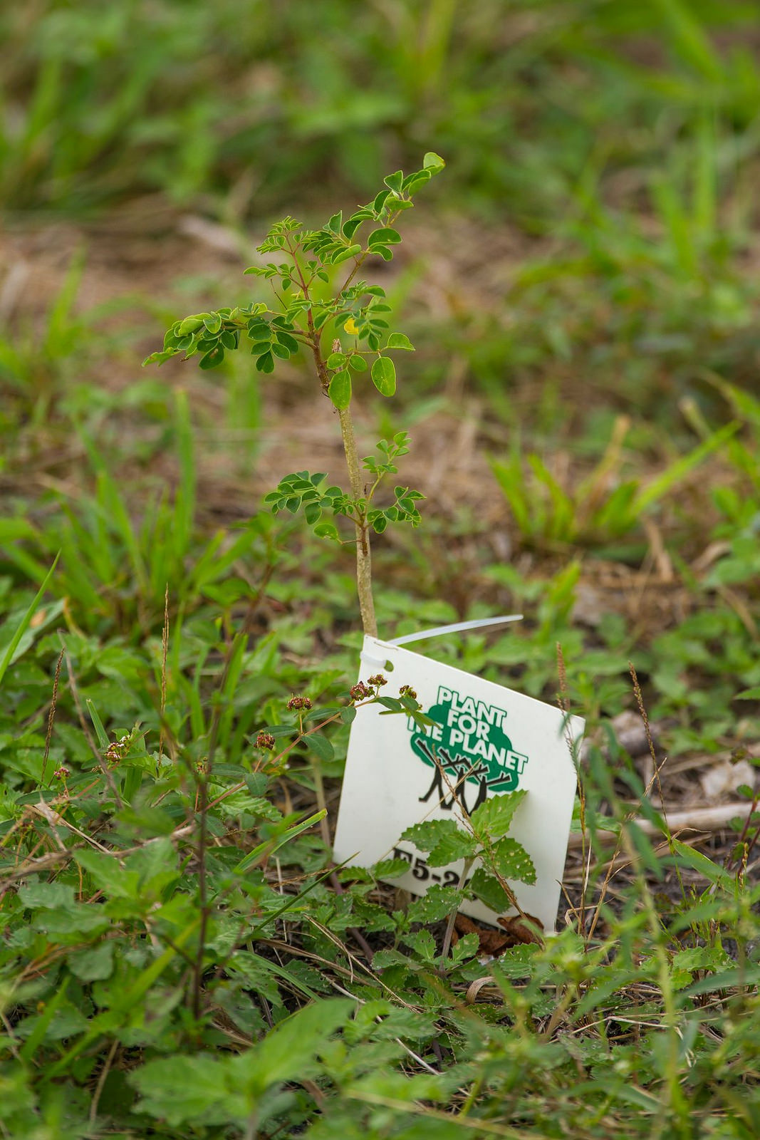 Plant-for-the-Planet -Bundesverdienstkreuz für Plant-for-the-planet & Soulcover wird klimaneutral bis 2020 Plant-for-the-Planet -Bundesverdienstkreuz für Plant-for-the-planet & Soulcover wird klimaneutral bis 2020