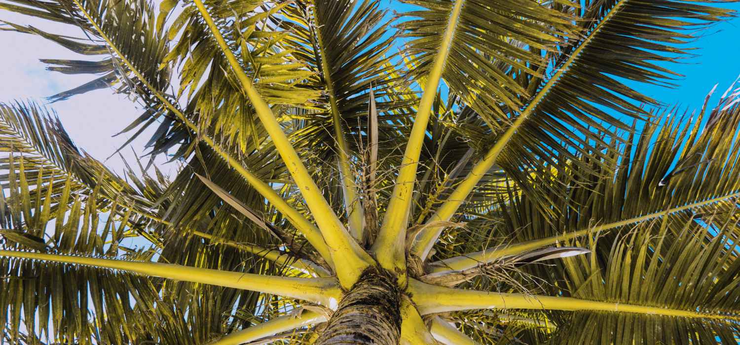 belizeit-1500-700 Palme, Palmenmotiv, Palmen T-Shirt, Belize, Karibik